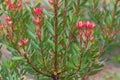 Red Pagoda ( Mimetes cucullatus ) bush plant, Australia