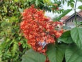 red pagoda or saraca asoca flowers blooming on their stems