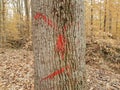 Red paint on tree bark in forest with fallen leaves