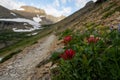 Red Paintbrush Flowers Growing Alongside Trail Royalty Free Stock Photo