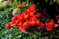Red Paintbrush lily, Blood lily, or Haemanthus coccineus