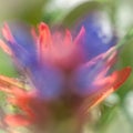 Red Paintbrush with Purple Prunella Blurr