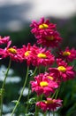 Red painted daisy flowers Pyrethrum Daisy. Pyrethrum was a genus