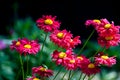 Red painted daisy flowers Pyrethrum Daisy. Pyrethrum was a genus Royalty Free Stock Photo