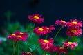 Red painted daisy flowers Pyrethrum Daisy. Pyrethrum was a genus