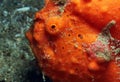 Red Painted Frogfish