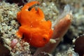 Red Painted Frogfish