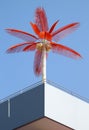Red palm Royalty Free Stock Photo