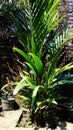 Red palm Cyrtostachys lakka Becc. is a popular ornamental plant commonly found in the yard of the house. The name red is taken