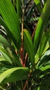 Red palm Cyrtostachys lakka Becc. is a popular ornamental plant commonly found in the yard of the house. The name red is taken