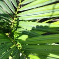 Red palm Cyrtostachys lakka Becc. is a popular ornamental plant commonly found in the yard of the house. The name red is taken