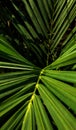 Red palm Cyrtostachys lakka Becc. is a popular ornamental plant commonly found in the yard of the house. The name red is taken