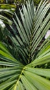 Red palm Cyrtostachys lakka Becc. is a popular ornamental plant commonly found in the yard of the house. The name red is taken