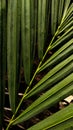 Red palm Cyrtostachys lakka Becc. is a popular ornamental plant commonly found in the yard of the house. The name red is taken