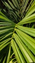 Red palm Cyrtostachys lakka Becc. is a popular ornamental plant commonly found in the yard of the house. The name red is taken