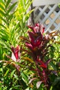 Red Palm Lili, Cordyline Fruticosa