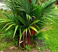 Red palm plants are like other types of palms, but the specialty of this tree is that it has an attractive appeal with its extraor