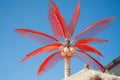 Red palm tree Royalty Free Stock Photo
