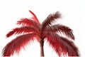 Red Palm tree isolated on white background Generative AI. Royalty Free Stock Photo