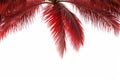 Red Palm tree isolated on white background Generative AI. Royalty Free Stock Photo