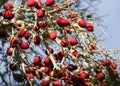 Red palm tree seed