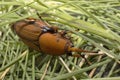 A Red-Palm Weevil with babies Royalty Free Stock Photo