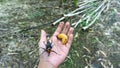 Red palm weevil on hand,Eat all kinds of young trees Royalty Free Stock Photo