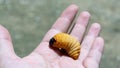 Red palm weevil on hand,Eat all kinds of young trees Royalty Free Stock Photo