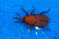 Red Palm Weevil overview over blue - Rhynchophorus ferrugineus