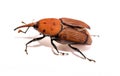 The red palm weevil Rhynchophorus ferrugineus isolated on white