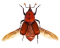 Red palm weevil