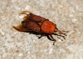 Red palm weevil