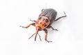 Red palm weevil Royalty Free Stock Photo