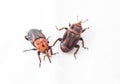 Red palm weevil Royalty Free Stock Photo