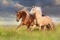 Red and palomino horse