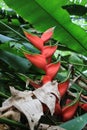 Red palulu heliconia flower, Heliconia bihai, tropical flower species, TeresÃ³polis, Rio de Janeiro, Brazil