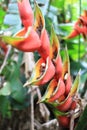 Red palulu heliconia flower, Heliconia bihai, tropical flower species, TeresÃ³polis, Rio de Janeiro, Brazil Royalty Free Stock Photo