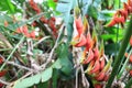 Red palulu heliconia flower, Heliconia bihai, tropical flower species, TeresÃ³polis, Rio de Janeiro, Brazil