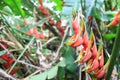 Red palulu heliconia flower, Heliconia bihai, tropical flower species, TeresÃ³polis, Rio de Janeiro, Brazil