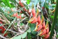 Red palulu heliconia flower, Heliconia bihai, tropical flower species, TeresÃ³polis, Rio de Janeiro, Brazil