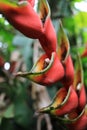 Red palulu heliconia flower, Heliconia bihai, tropical flower species, TeresÃ³polis, Rio de Janeiro, Brazil Royalty Free Stock Photo