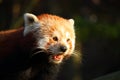 Red panda Royalty Free Stock Photo