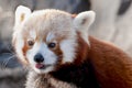 Red Panda Royalty Free Stock Photo