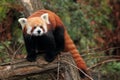 Red panda Royalty Free Stock Photo