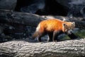 Red panda Royalty Free Stock Photo