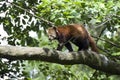 Red Panda Royalty Free Stock Photo