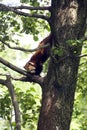 Red Panda Royalty Free Stock Photo