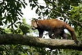 Red Panda Royalty Free Stock Photo