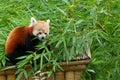 Red panda