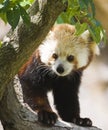 Red Panda Royalty Free Stock Photo